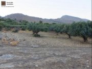 Lithines Kreta Ausgezeichneter Olivenhain in Lithines zu verkaufen Grundstück kaufen